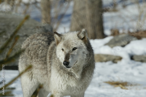 Grey Wolf in sanctuary and breeding center