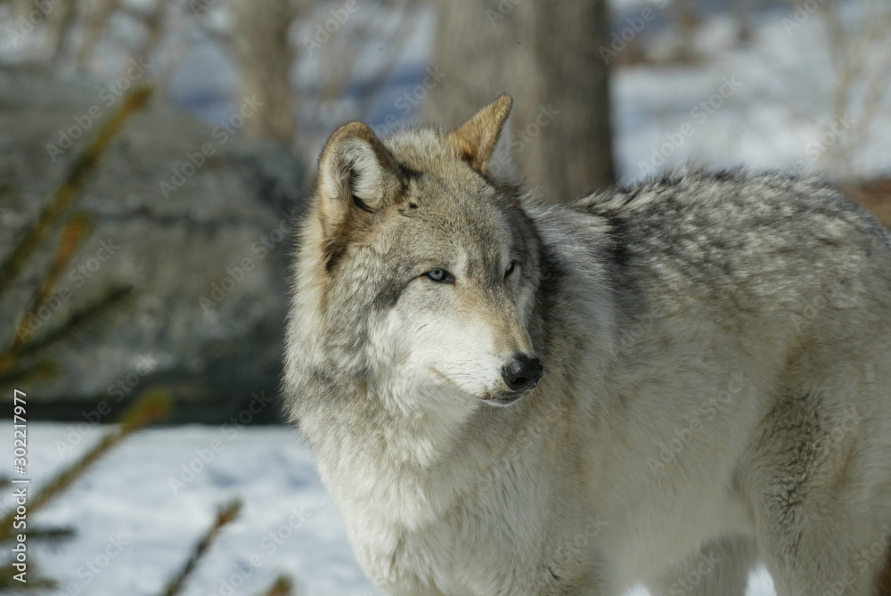 Grey Wolf in sanctuary and breeding center Grey Wolf in sanctuary and breeding center