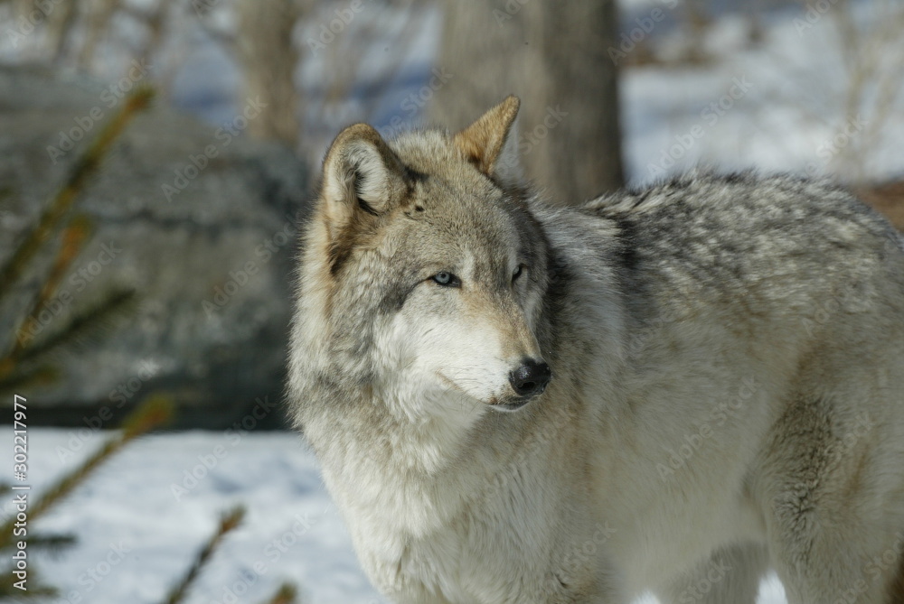 Grey Wolf in sanctuary and breeding center