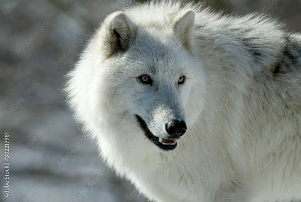 Grey Wolf in sanctuary and breeding center Grey Wolf in sanctuary and breeding center