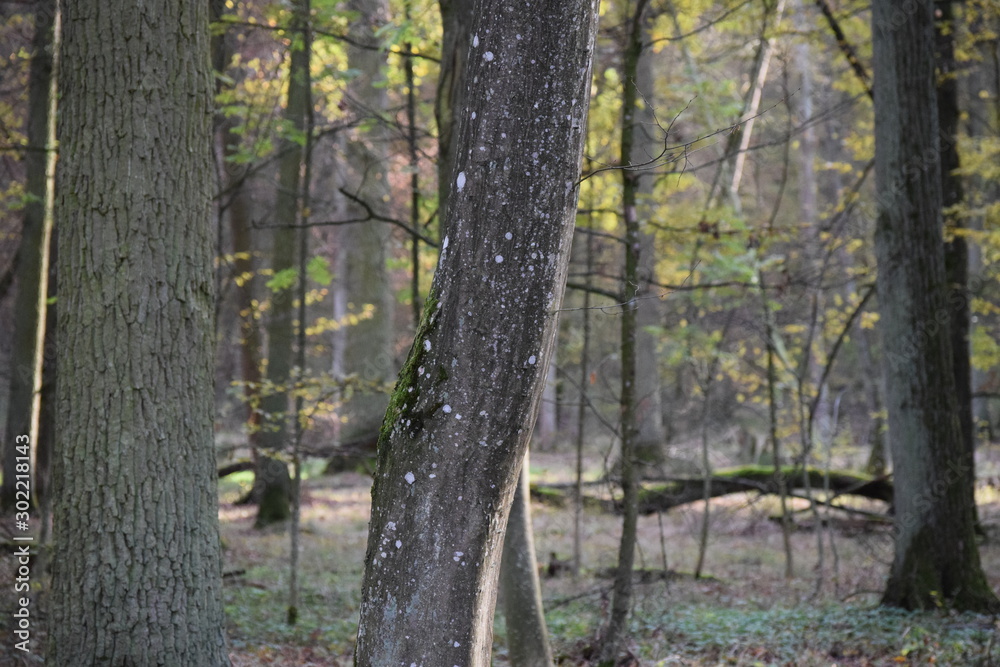 Obraz premium white Lichen