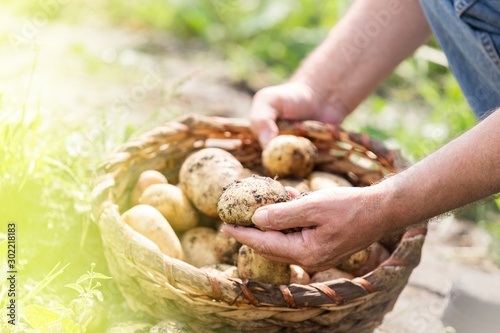 Close up of farmer checking potatoes in basket