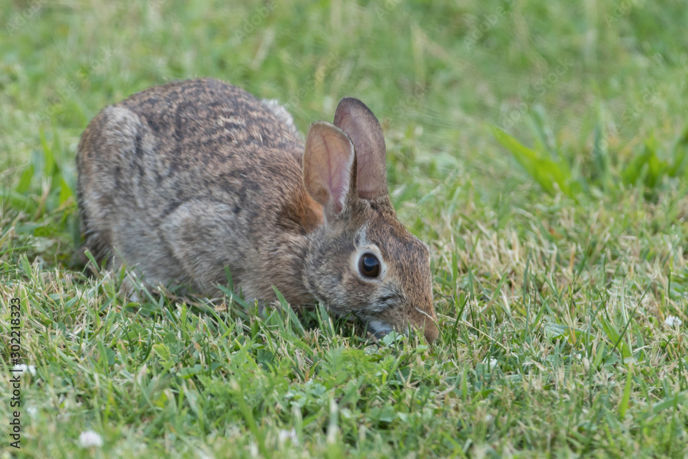 Fototapeta premium Cute Eastern Cottontail Rabbit in wild