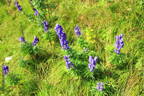 Alpenblumen photo