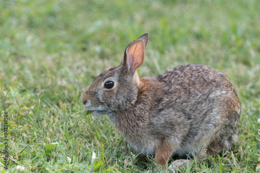 Cute Eastern Cottontail Rabbit in wild Cute Eastern Cottontail Rabbit in wild