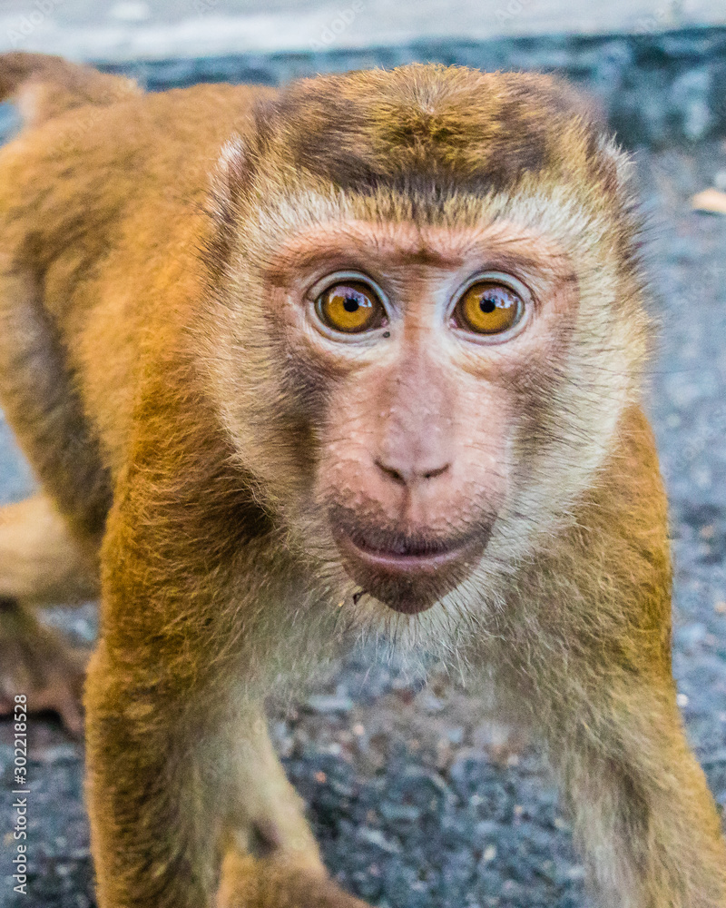 Fototapeta premium The Macaque Monkeys of Monkey Hill, Phuket.