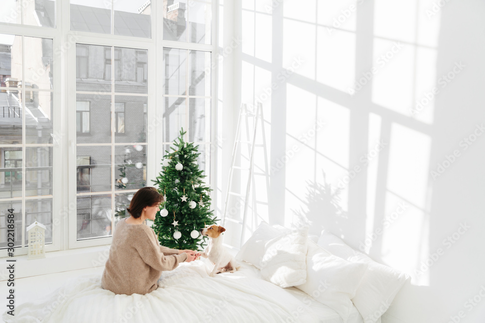 People, animals, holiday, joy concept. Brunette adult woman with jack russell terrier dog on bed, enjoys Christmas or New Year time, poses in spacious room with white walls and big windows. Cozy house People, animals, holiday, joy concept. Brunette adult woman with jack russell terrier dog on bed, enjoys Christmas or New Year time, poses in spacious room with white walls and big windows. Cozy house
