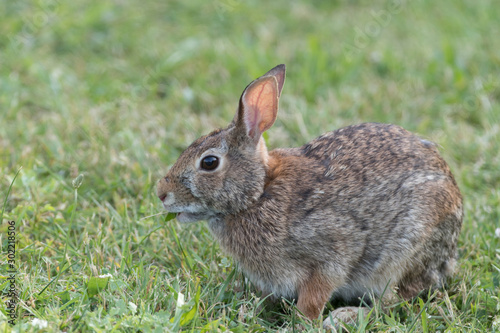 Cute Eastern Cottontail Rabbit in wild
