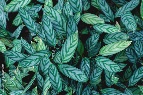 Fototapeta Naklejka Na Ścianę i Meble -  green leaves nature background, closeup tropical leaves texture