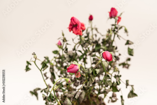 red withered roses on white background