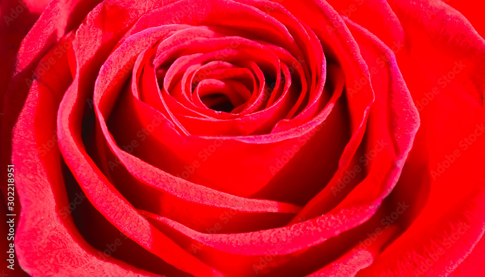 Red rose close-up. Rose background and texture photography