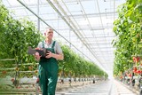 Senior farmer carrying newly harvest tomatoes in crate at Greenhouse