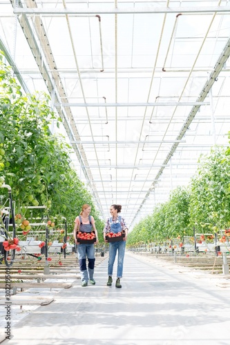 Young female farmers walking while carrying tomatoes in crate at Greenhouse © moodboard