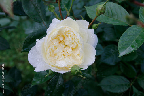Rose jaune pâle 