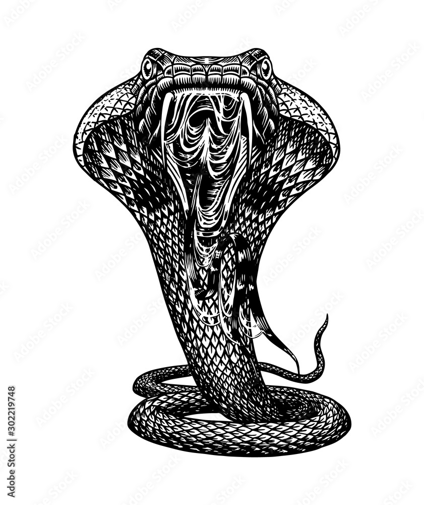 Sketch Of Cobra Snake High-Res Vector Graphic - Getty Images