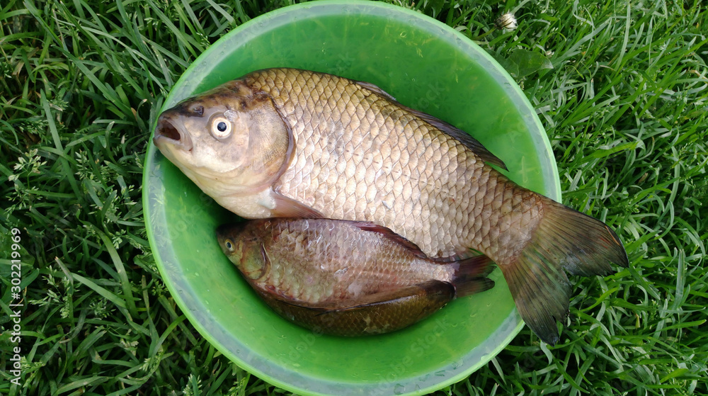 Fish with shiny scales on a sunny day, fishing. Carp fishing, fishing, fishing, trapping. Trophy, success, achievement. Fisherman's catch. Several fish in a bowl on a background of lush green grass. Fish with shiny scales on a sunny day, fishing. Carp fishing, fishing, fishing, trapping. Trophy, success, achievement. Fisherman's catch. Several fish in a bowl on a background of lush green grass.