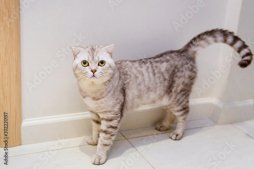 Grey Fold British Cat