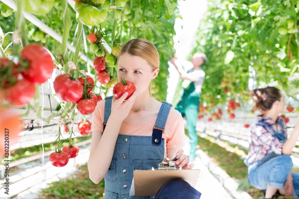 Φωτογραφία Young attractive female farmer carrying newly harvest tomatoes in greenhouse