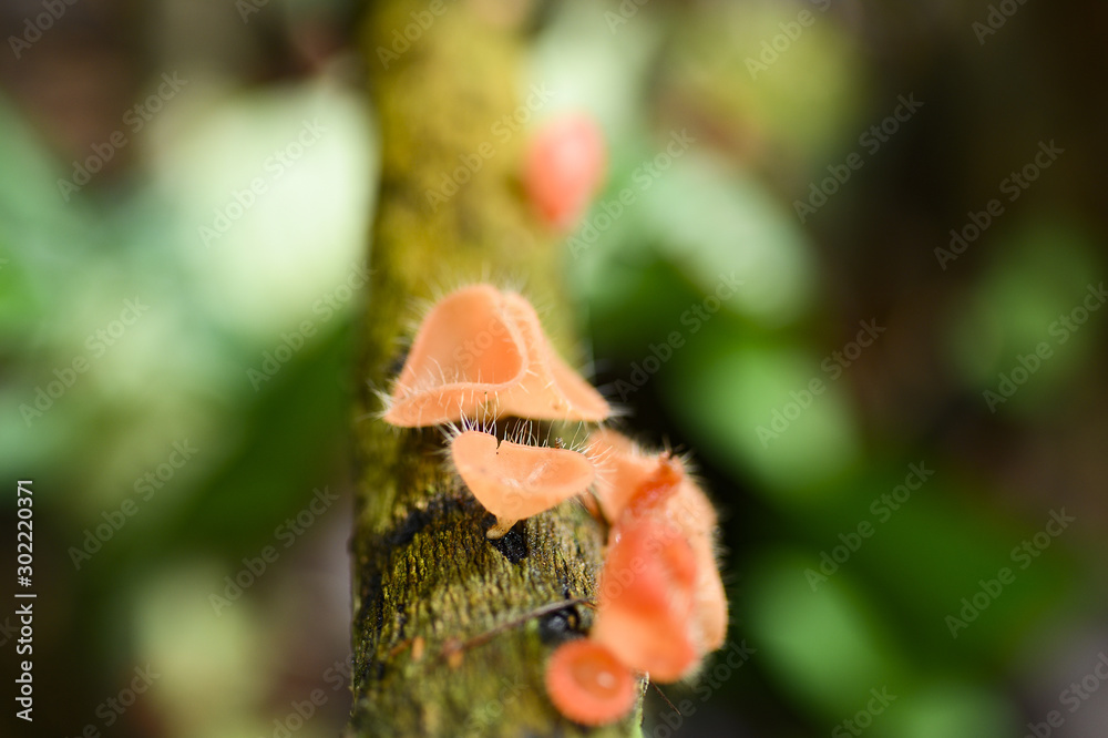 Obraz premium (Selective Focus) Close-up view of some Cookeina mushrooms. Cookeina is a genus of cup fungi in the family Sarcoscyphaceae which may be found in tropical and subtropical regions of the world.