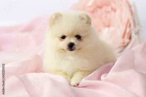 Cute puppy of Pamiranian Spitz on pink background