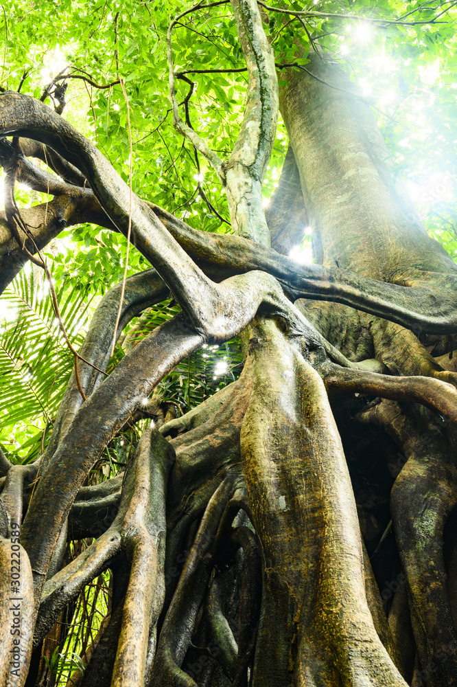(Selective focus) Stunning view of the Kapok tree roots in the foreground and beautiful green tree crown in the background. Taman Negara National Park, Kuala Tahan, Pahang, Malaysia. (Selective focus) Stunning view of the Kapok tree roots in the foreground and beautiful green tree crown in the background. Taman Negara National Park, Kuala Tahan, Pahang, Malaysia.
