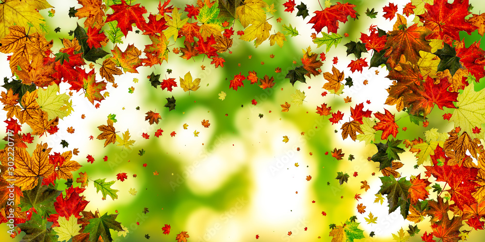 Fall season. Autumn leaves falling pattern isolated on colorful. Thanksgiving concept