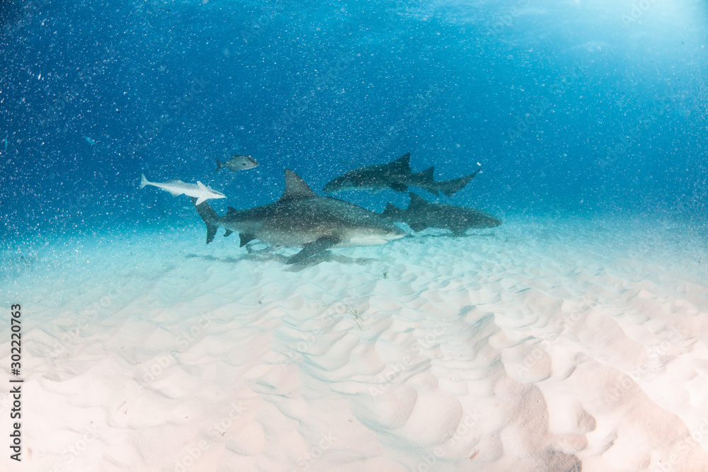 Bull shark in bad visibility at the Bahamas