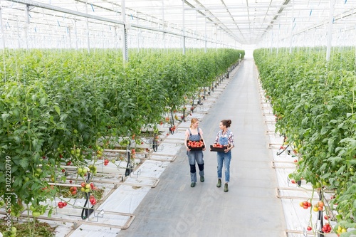 Young female farmers carrying tomatoes in crate at Greenhouse