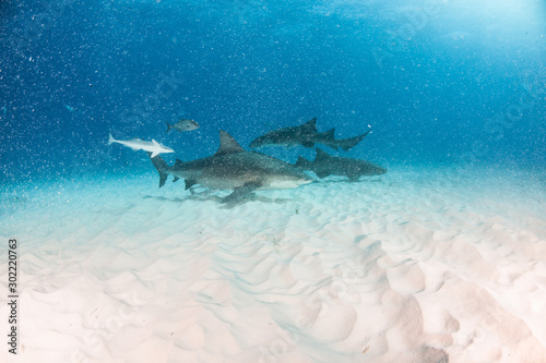 Bull shark in bad visibility at the Bahamas © Michael Bogner