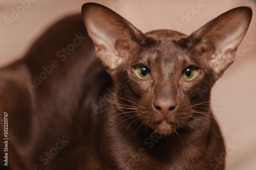 Foto Oriental shorthair chocolate brown kitten lies on a beige background