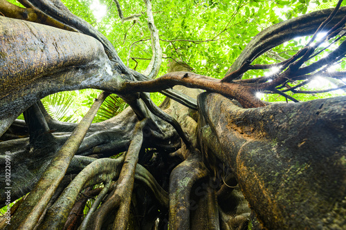 Obraz na płótnie (Selective focus) Stunning view of the Kapok tree roots in the foreground and beautiful green tree crown in the background. Taman Negara National Park, Kuala Tahan, Pahang, Malaysia. w salonie