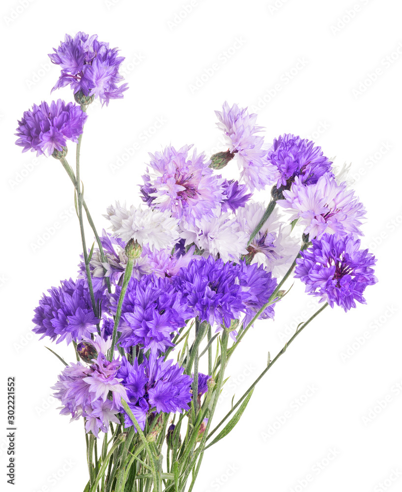 Fototapeta isolated bunch of violet cornflowers