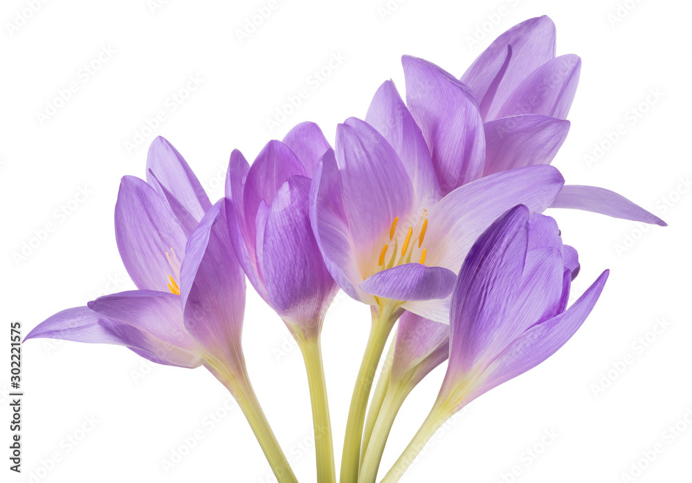 isolated light violet crocus six flowers bunch isolated light violet crocus six flowers bunch