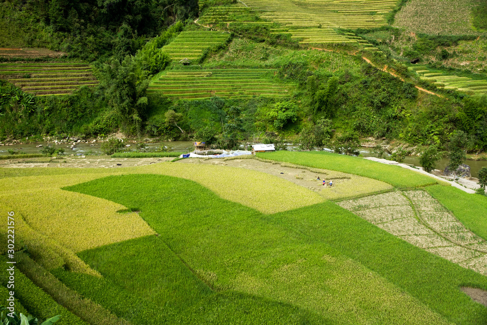 Rice fields on terraced of Mu Cang Chai, YenBai, Vietnam. Vietnam landscapes