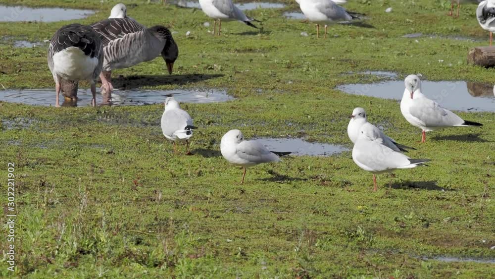 Greylag goose (Anser anser) preening and gulls on lake Greylag goose (Anser anser) preening and gulls on lake