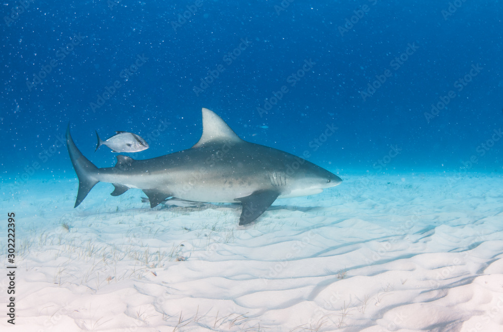 Fototapeta premium Bull shark at the Bahamas
