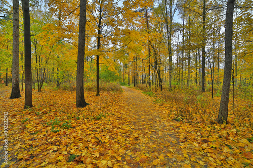 maple dark gold leaves in autumn park