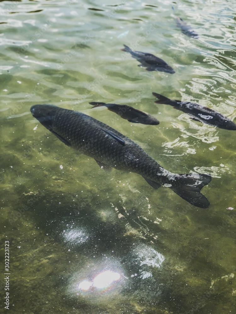 Fototapeta premium fish in the water