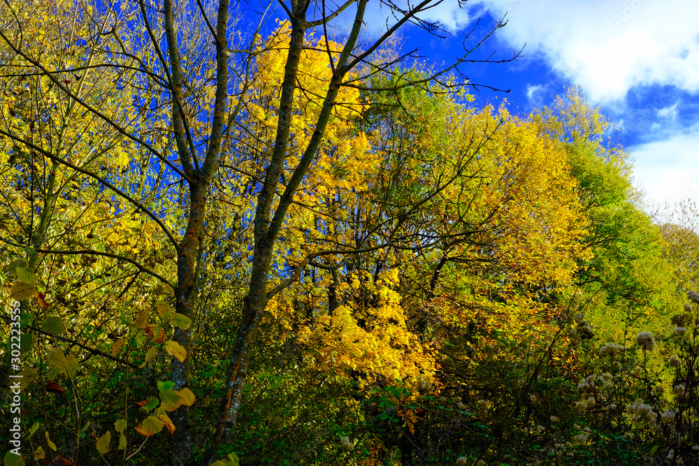 Fototapeta premium AUTOMNE LYONNAIS 1