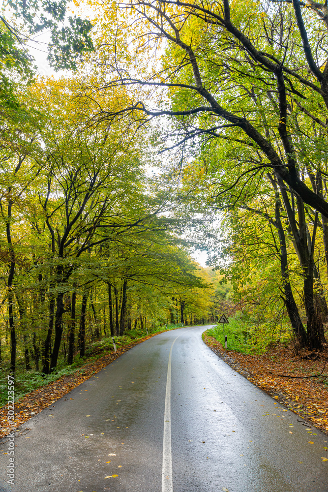 Autumn Road Flanked by Brilliant Foliage in Fruska Gora, Serbia 