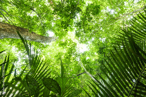  Selective focus  Stunning view of some tropical trees with beautiful green crowns inside the tropical rainforest of the Taman Negara National Park. Kuala Tahan  Pahang State  Malaysia.