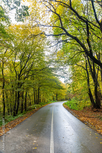 Autumn Road Flanked by Brilliant Foliage in Fruska Gora, Serbia 