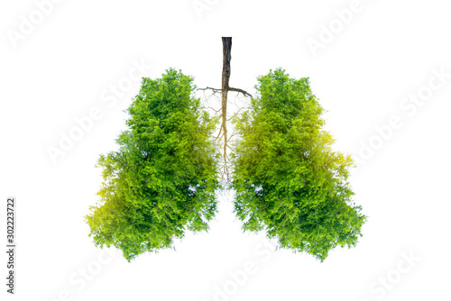 Lung green tree-shaped images, medical concepts, autopsy, 3D display and animals as an element photo