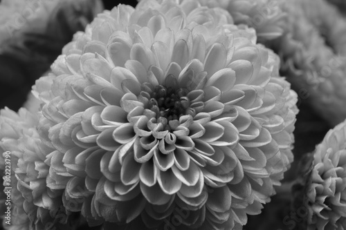 Nahaufnahme einer Dahlie in schwarz-weiß © Peter