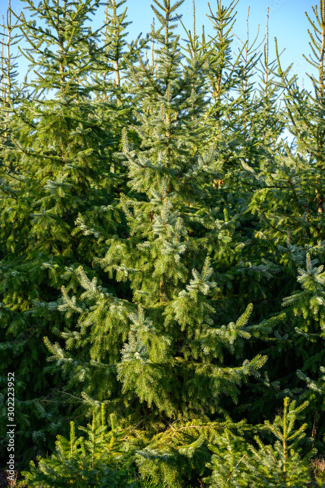 Plantations of growing green christmas tree firs in Netherlands Plantations of growing green christmas tree firs in Netherlands
