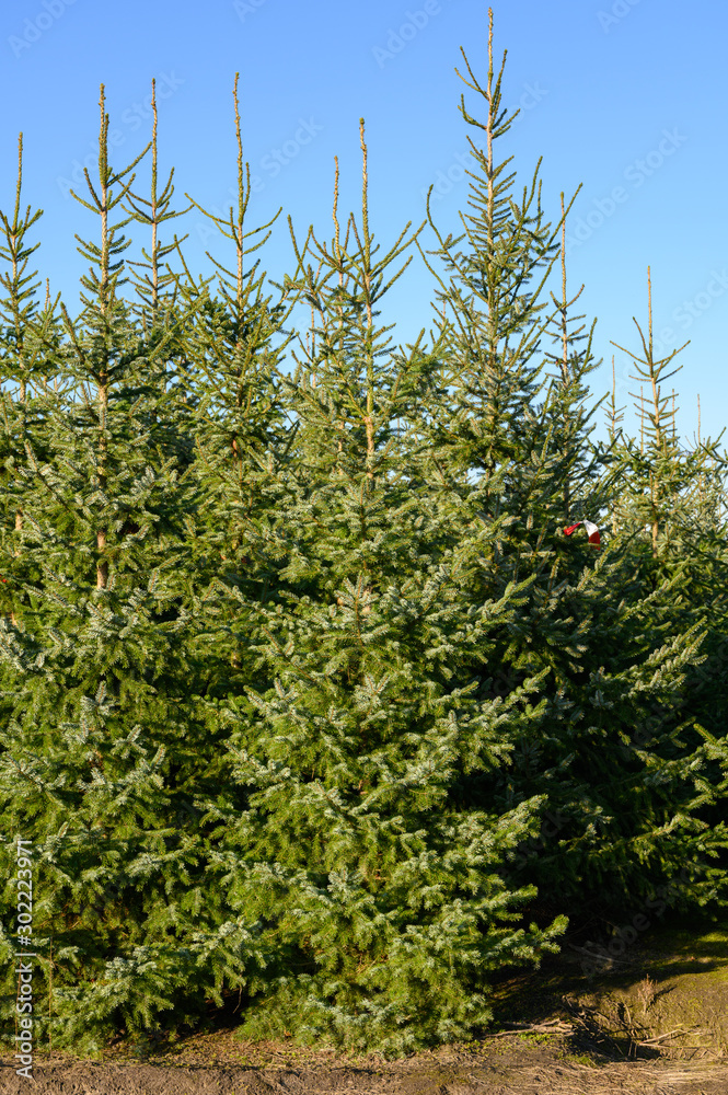 Fototapeta premium Plantations of growing green christmas tree firs in Netherlands