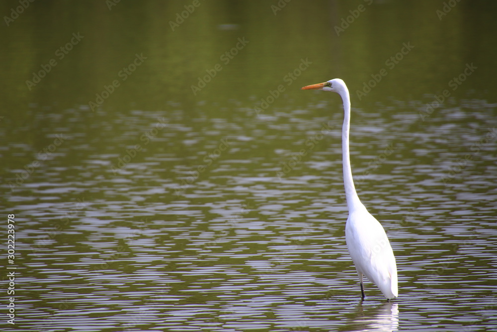 Egret Standing in the marsh in the mangrove forest,Egret Standing in the marsh