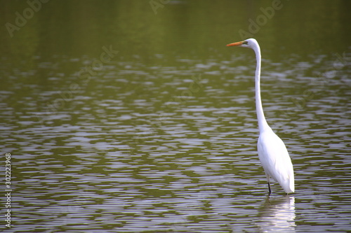 Egret Standing in the marsh in the mangrove forest Egret Standing in the marsh