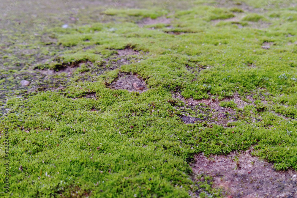 Old path covered with moss. Moss on cement. The road from the moss. Background from green moss. Texture of moss. Beautiful green moss. Old path covered with moss. Moss on cement. The road from the moss. Background from green moss. Texture of moss. Beautiful green moss.
