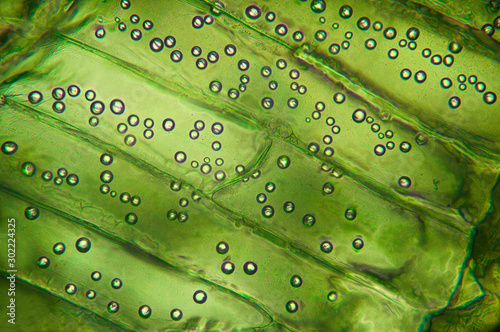 Obraz na płótnie Microscopic preparation, tissue plant